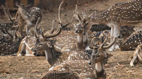 A group of spotted deer. Axis deer. Chital deer. Stock Photos