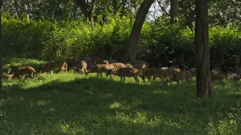Group Of Spotted Deer In The Forest Stock Footage 110241271
