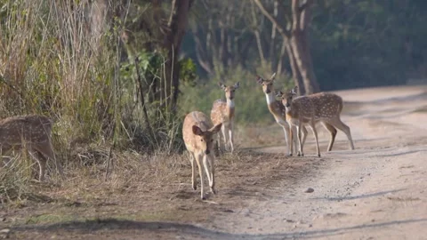 Group of spotted deer having a great time on a bright sunny day Stock Footage 240620988