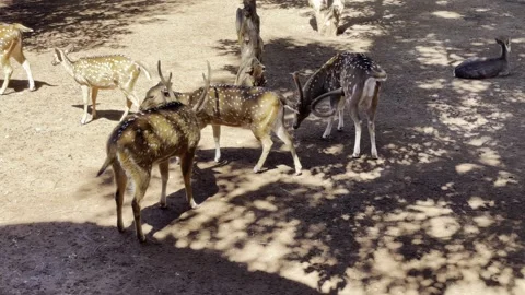 Group of spotted deer interacting herd wildlife social behavior natural scene Vídeo Stock 332880698