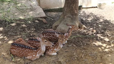 A group of spotted deer laying on the ground under a tree in park video. 4k. Stock Footage 277253633