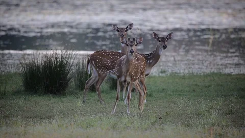 Group of spotted deers in the wild in Sri Lanka Stock Footage 104122910