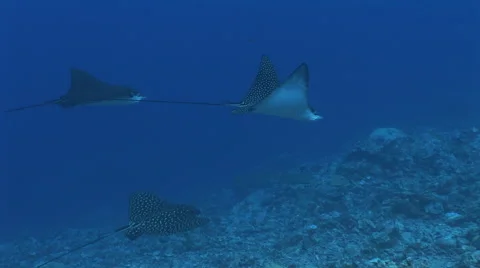 Group of Spotted Eagle Rays Stock Footage 53369039