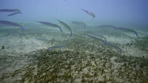 Group of Spotted Halfbeak swims and feeding on sandy seabed covered in algae, Stock Footage 252016759