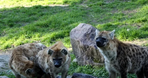 A group of spotted hyena Stock-Footage 123989540