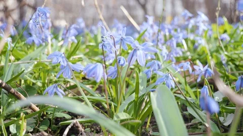 Group of spring blue flowers in the forest meadow. Scilla, bluebells, snowdrops Stock-Footage 106042615