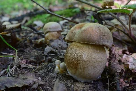 Group of Spring bolete Stock Photos