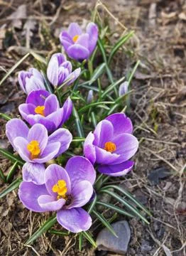 Group spring crocuses bloom in april Stock Photos