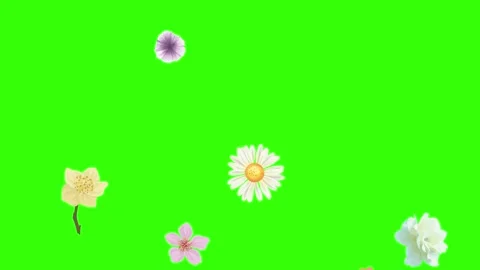 Group of spring flowers animation elements on green screen chroma key Stock Footage 168910866