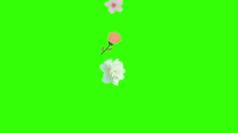 Group of spring flowers animation elements on green screen chroma key Stock Footage 168910868