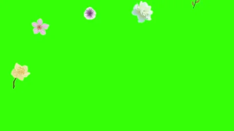 Group of spring flowers animation elements on green screen chroma key Stock Footage 168910876