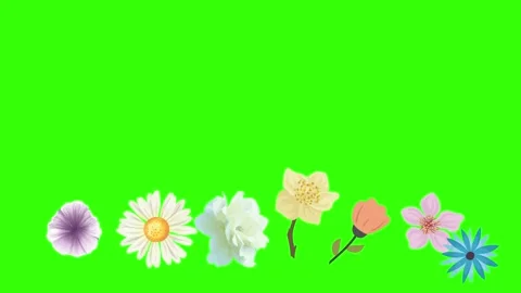 Group of spring flowers animation elements on green screen chroma key Stock Footage 168910885