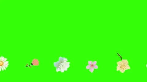 Group of spring flowers animation elements on green screen chroma key Stock Footage 168910890