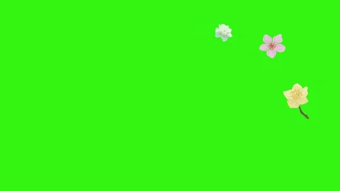 Group of spring flowers animation elements on green screen chroma key Stock Footage 168910910