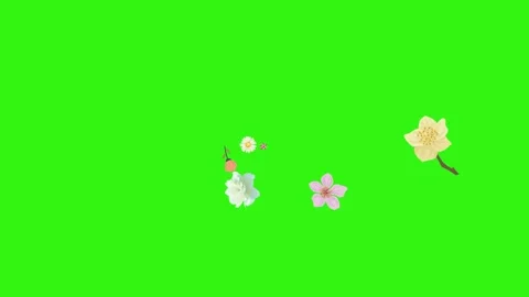 Group of spring flowers animation elements on green screen chroma key Stock Footage 168910913