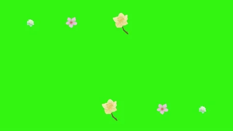 Group of spring flowers animation elements on green screen chroma key Stock Footage 168910914