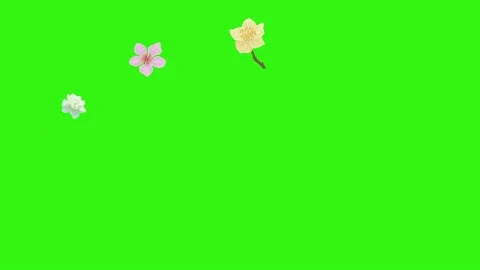 Group of spring flowers animation elements on green screen chroma key Stock Footage 168910917