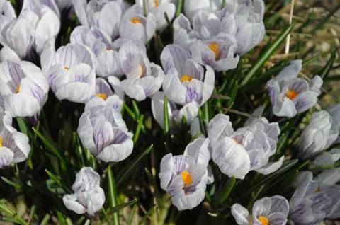 The group of spring flowers Stock Photos