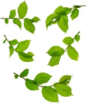 Group of spring green leaf on white background. Isolated without shadow. De.. Foto stock