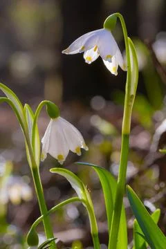 Group of spring snowflake blooming in early spring Stock Photos