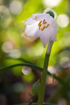 Group of spring snowflake blooming in early spring Stock Photos