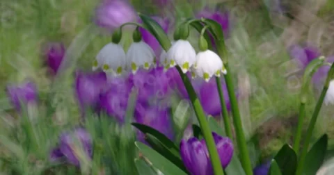 Group of Spring Snowflake on Blurry Background Stock-Footage 61689598