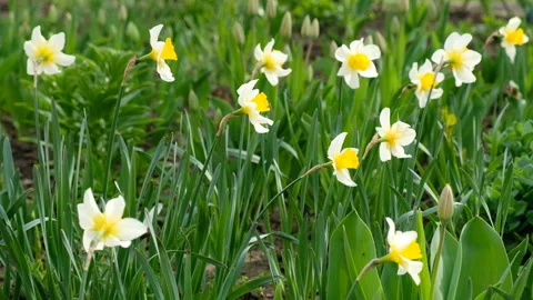A group of spring time Daffodils (Narcissus) gently blowing in the wind. 库存影片 89155038
