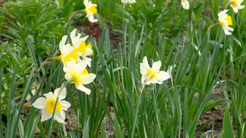 A group of spring time Daffodils (Narcissus) gently blowing in the wind. Stock-Footage 89155101