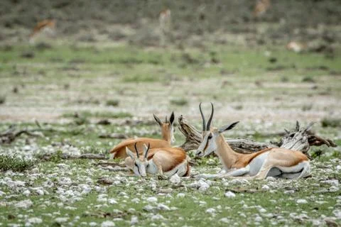 Group of Springboks laying in the grass. Stock Photos