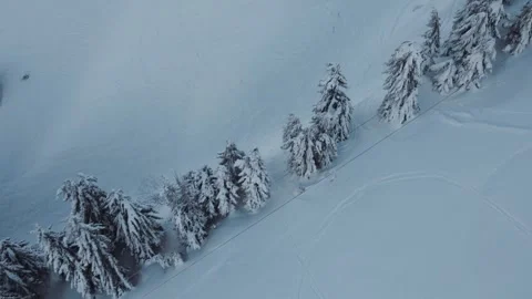 A group of spruce trees on drone view Video stock 264985866
