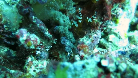Group of  Squat shrimp ( Thor amboinensis ) on corals of Bali Stock Footage 80664498