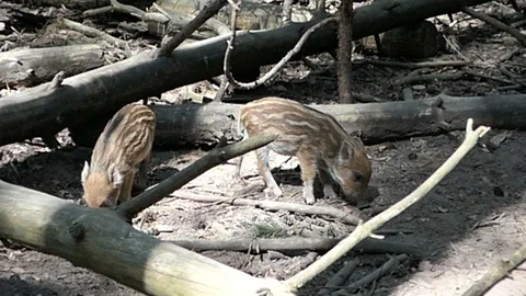 Group of Squeaker wild boar stray through the forest. 스톡 동영상 95600715