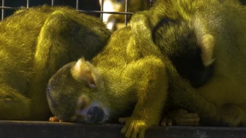 A group of Squirrel monkeys  Stock Footage 141277202
