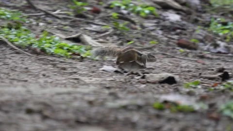 A group of squirrels are running Stock-Footage 311725346