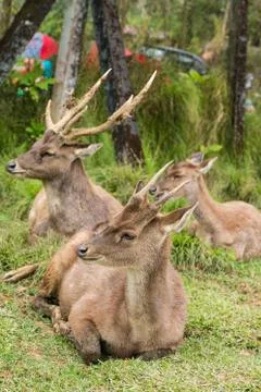Group of Stags lying down on a grass on a meadow. Stock Photos