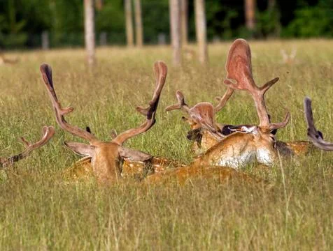 Group of stags lying in the grass Stock Photos
