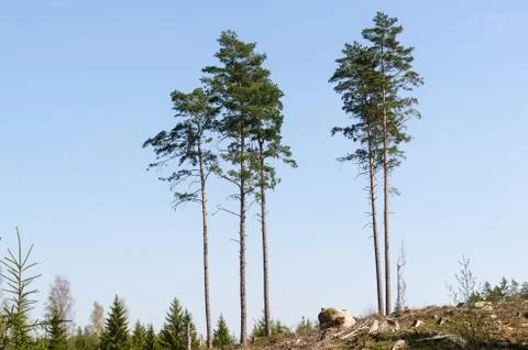 Group with standing trees in a clear cut forest area Stock Photos