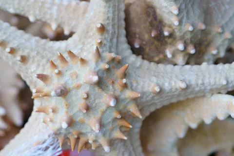 Group of starfish background Texture close up Stock Photos