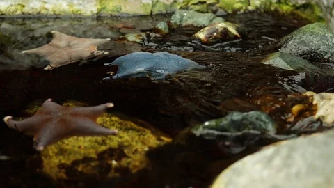 Group of Starfish Video stock 111558512