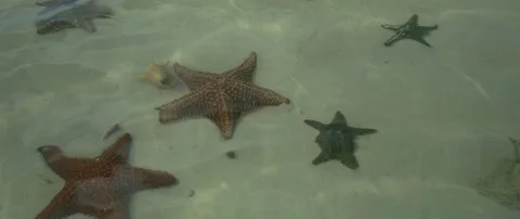 Group of starfish under the shallow sea water at the coast Stock-Footage 102190842