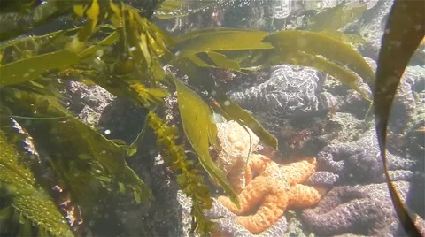 Group of Starfish Underwater Stock Footage 47484670