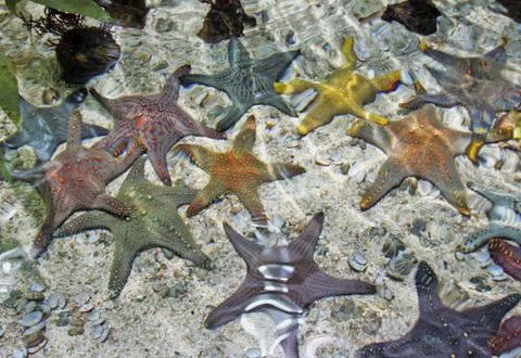 Group of starfish of various colors on the bottom of aquariu oil paint styliz Stock Photos