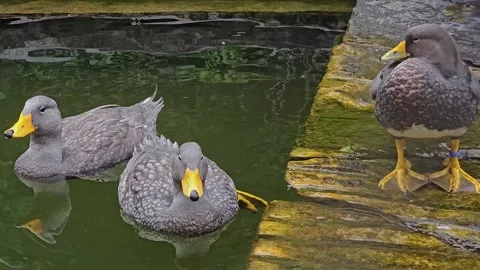 A group of  steam ducks Stock Footage 296846456