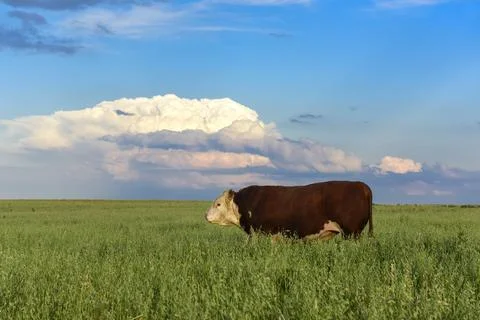 Group of steers looking at the camera, Pampas, Argentina Stock Photos