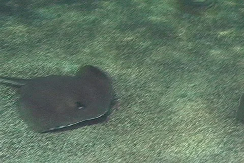 Group of Sting Rays Underwater Stingray Stock Footage 145336