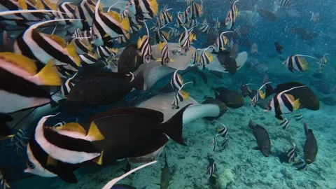 Group stingrays glide through the water surrounded by schools of butterfly fish Stock Footage 302169848