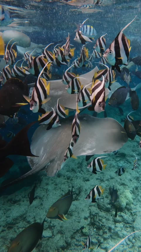 Group stingrays glide through the water surrounded by schools of butterfly fish Stock Footage 313058559