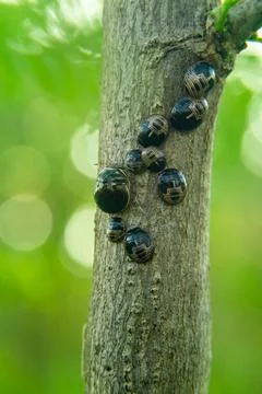 A group of stink bugs perched on a tree trunk Stock Photos