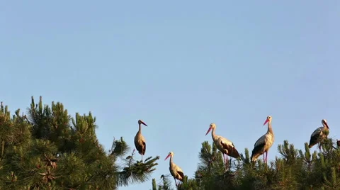Group of storks are standing on a pine tree and than fly. Stock Footage 51659044