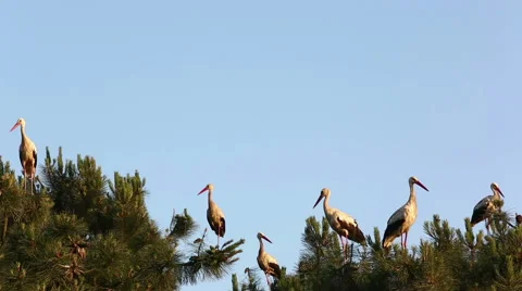 Group of storks are standing on a pine tree and than fly. Stock Footage 51659416